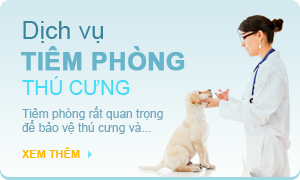 Dịch vụ tiêm phòng thú cưng